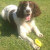 Bring Bramble Home Halifax