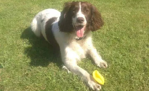 Bring Bramble Home Halifax