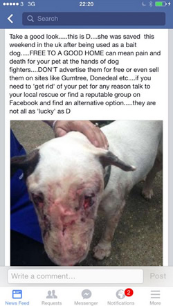 Dog Fighting UK Facebook