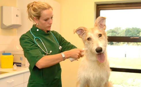 Dog Microchipping