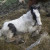 Horse Emaciated Danny RSPCA