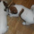 Jack Russell Pups Birstall