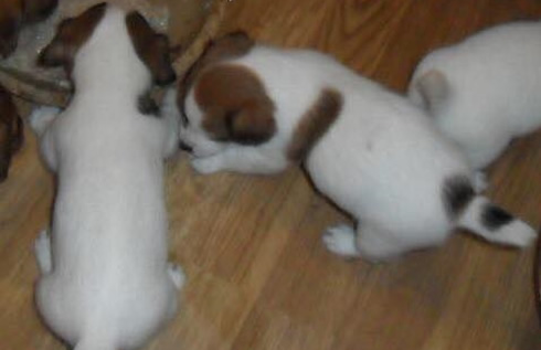 Jack Russell Pups Birstall