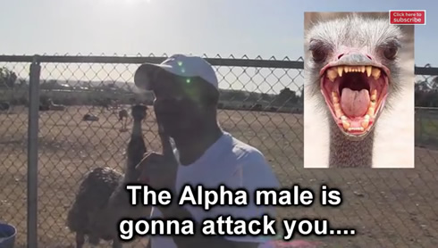 L.A. Beast Ostrich Eggs