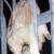 Rabbit Impaled Rochdale