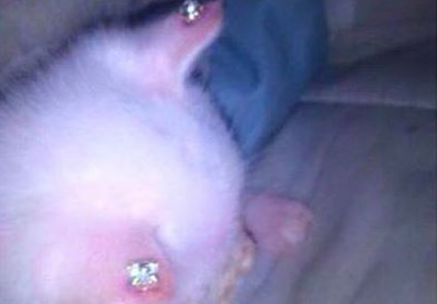 Cats Ear Pierced