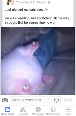 Cats Ear Pierced