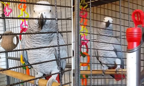 Buddy Missing Parrot